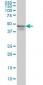 RPL4 / L4 Antibody (clone 4A3)